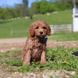Townes - Available 5/28