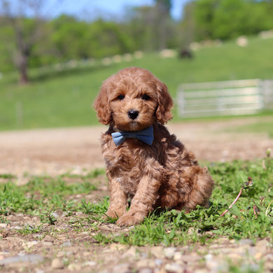 Townes - Available 5/28