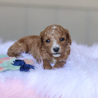 Truett - Available 5/28