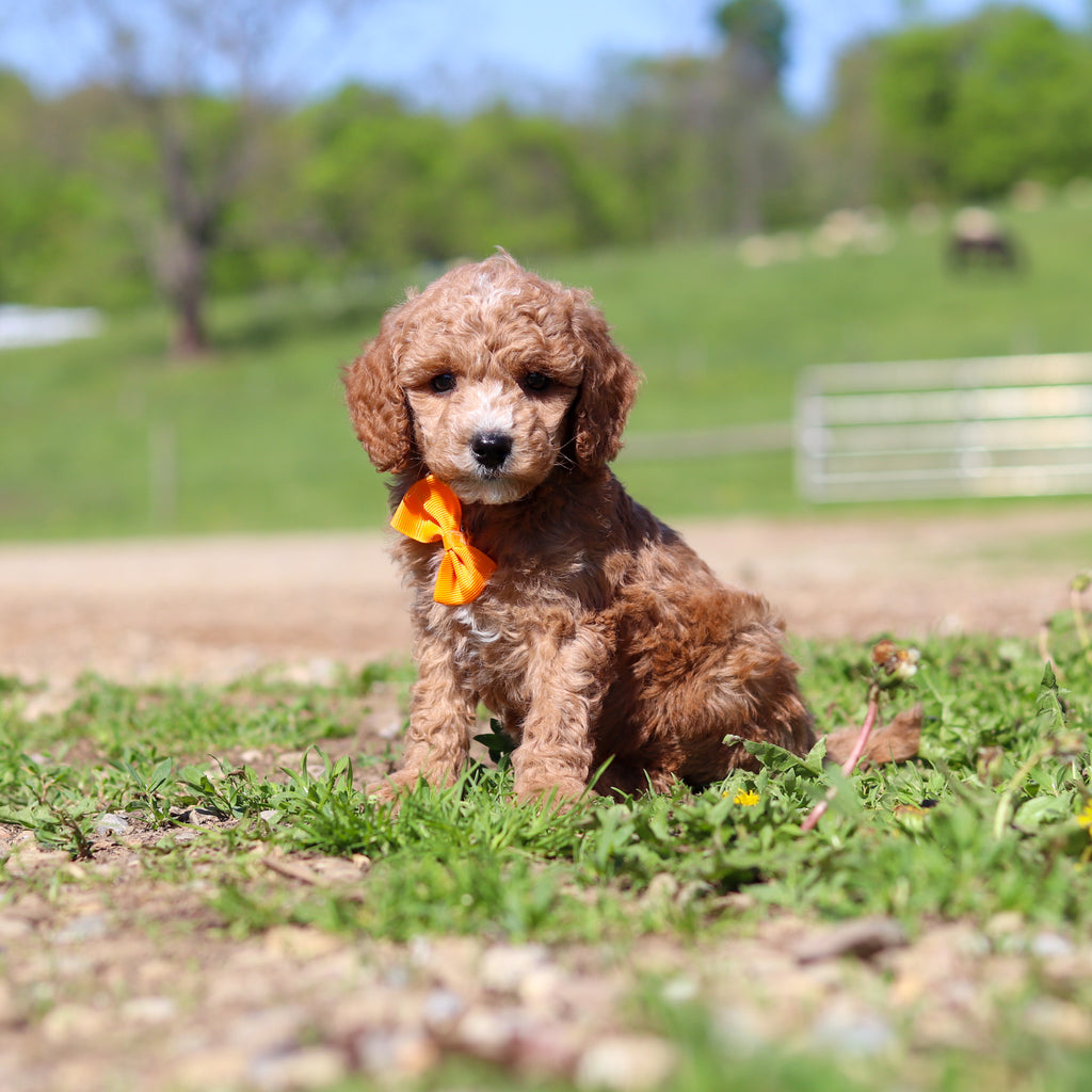 Truett - Available 5/28