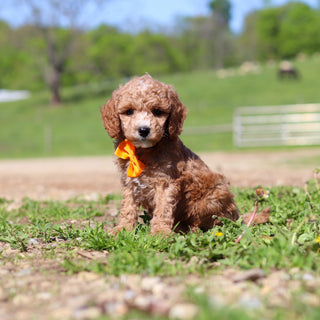 Truett - Available 5/28
