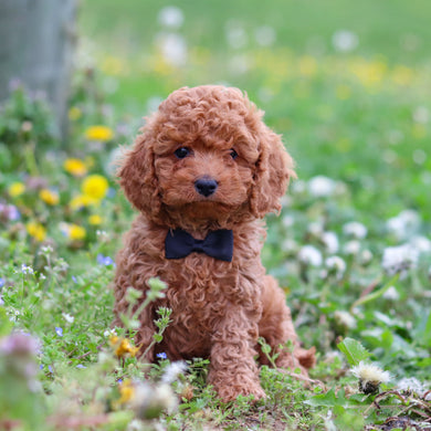 Dominic - Available 4/30