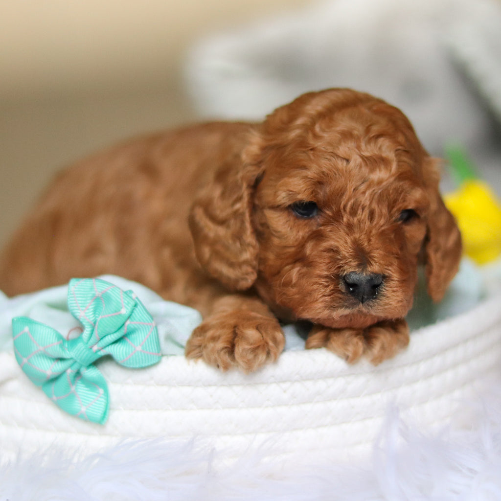 Dominic - Available 4/30