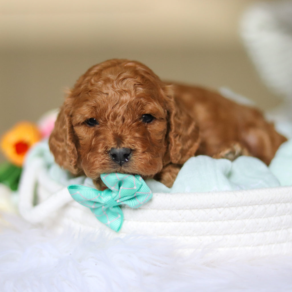 Dominic - Available 4/30