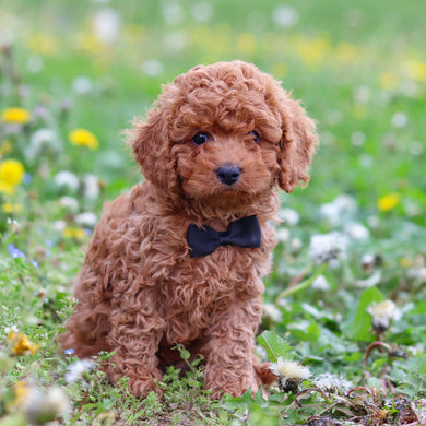 Dominic - Available 4/30