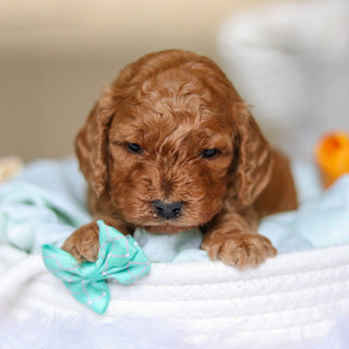 Dominic - Available 4/30