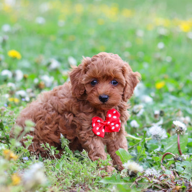 Dale - Available 4/30