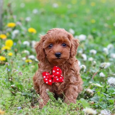 Dale - Available 4/30