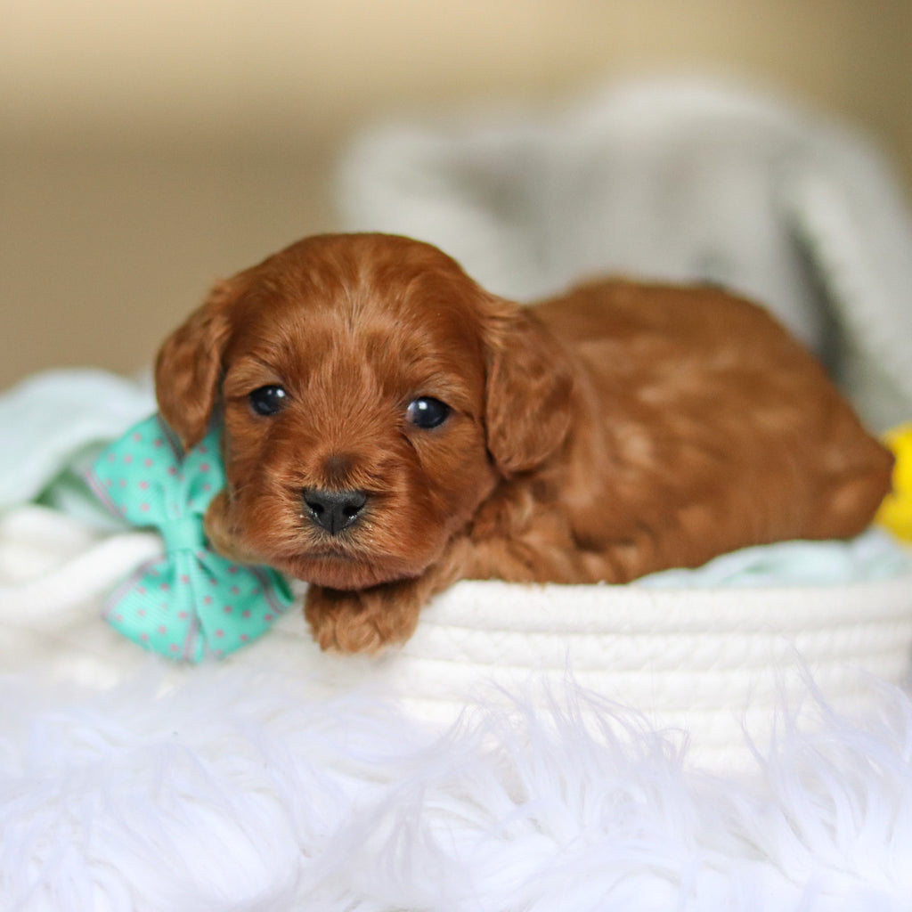 Dale - Available 4/30