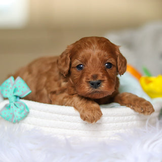 Dale - Available 4/30