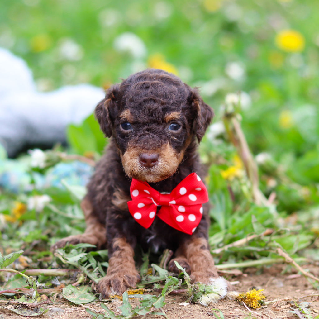 Roman - Available 5/21