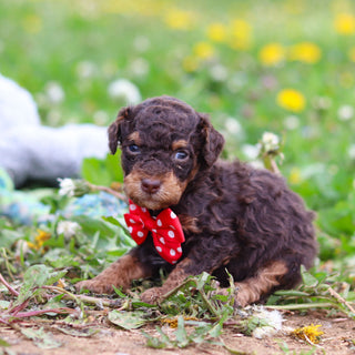 Roman - Available 5/21