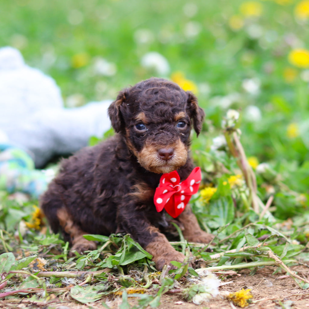 Roman - Available 5/21