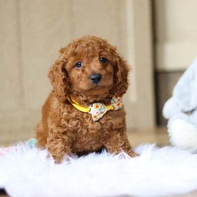 Stanley - Available 4/16