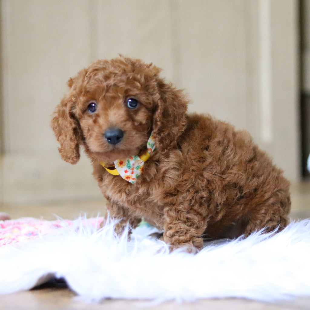 Stanley - Available 4/16