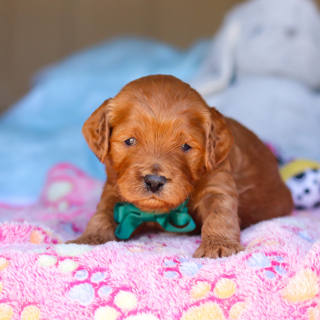 Ridley - Available Now