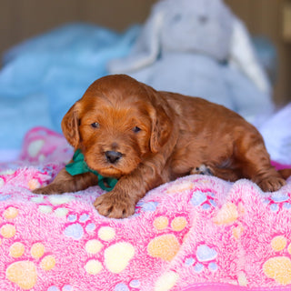 Ridley - Available Now