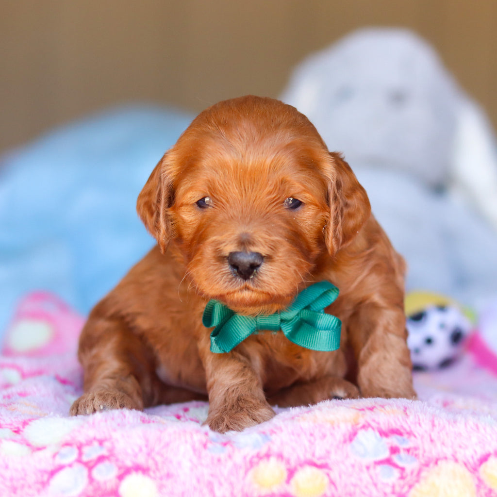 Ridley - Available Now