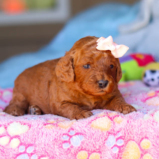 Ridley - Available Now