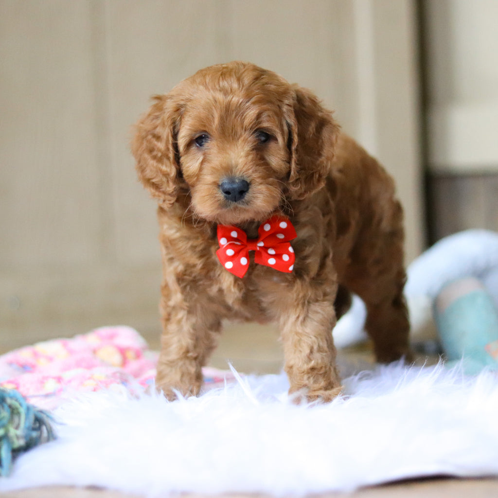 Ridley - Available Now