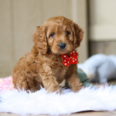 Ridley - Available 4/16