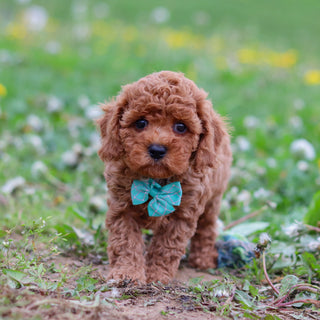 Donnie - Available 4/30