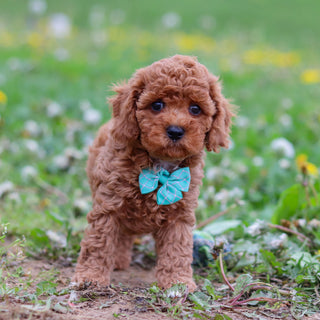 Donnie - Available 4/30