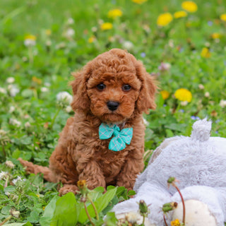 Donnie - Available 4/30