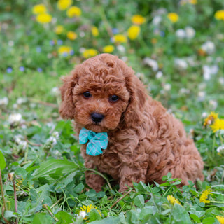 Donnie - Available 4/30