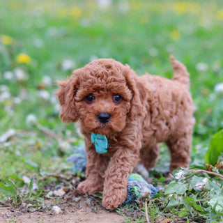 Donnie - Available 4/30