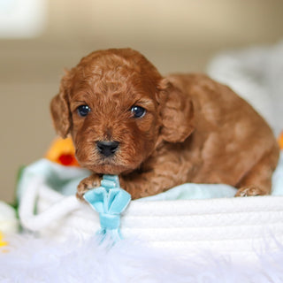 Donnie - Available 4/30