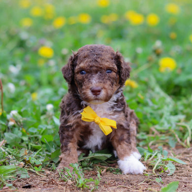 Reign - Available 5/21