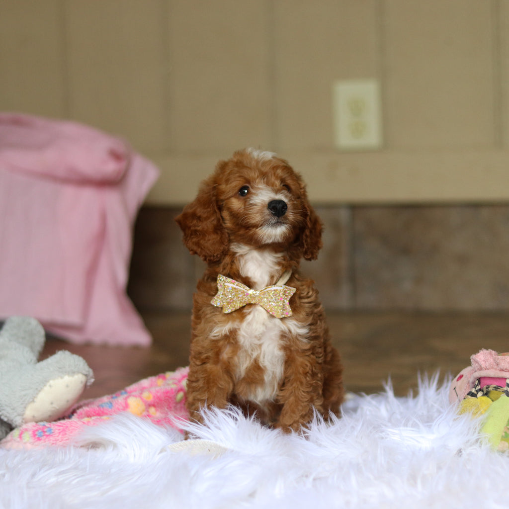 Newton - Available 6/4