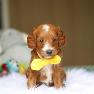 Newton - Available 6/4