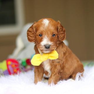 Newton - Available 6/4