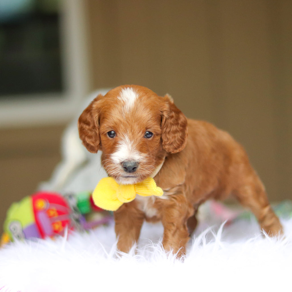 Newton - Available 6/4