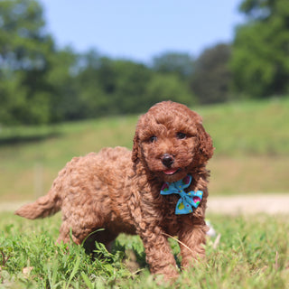 Jesse - Available 7/23
