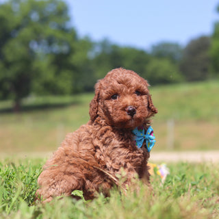 Jesse - Available 7/23