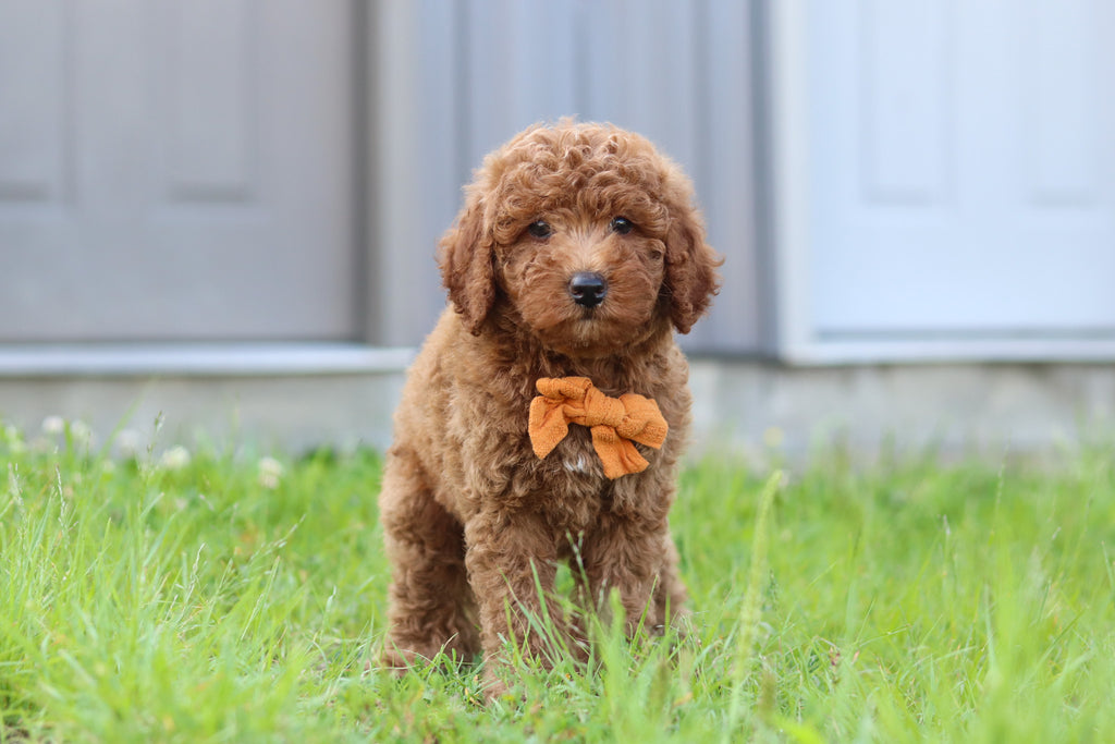 Jesse - Available 7/23