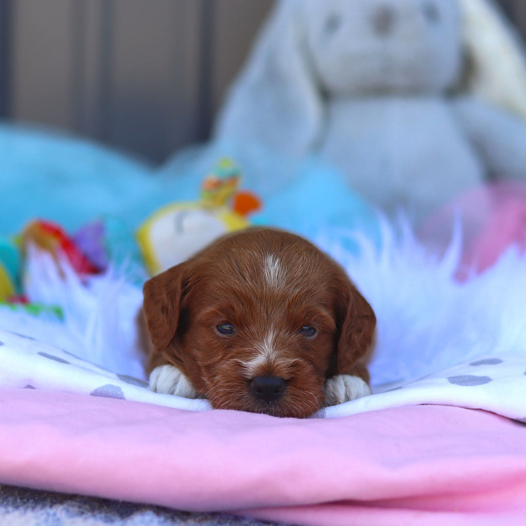 Reno - Available 8/6