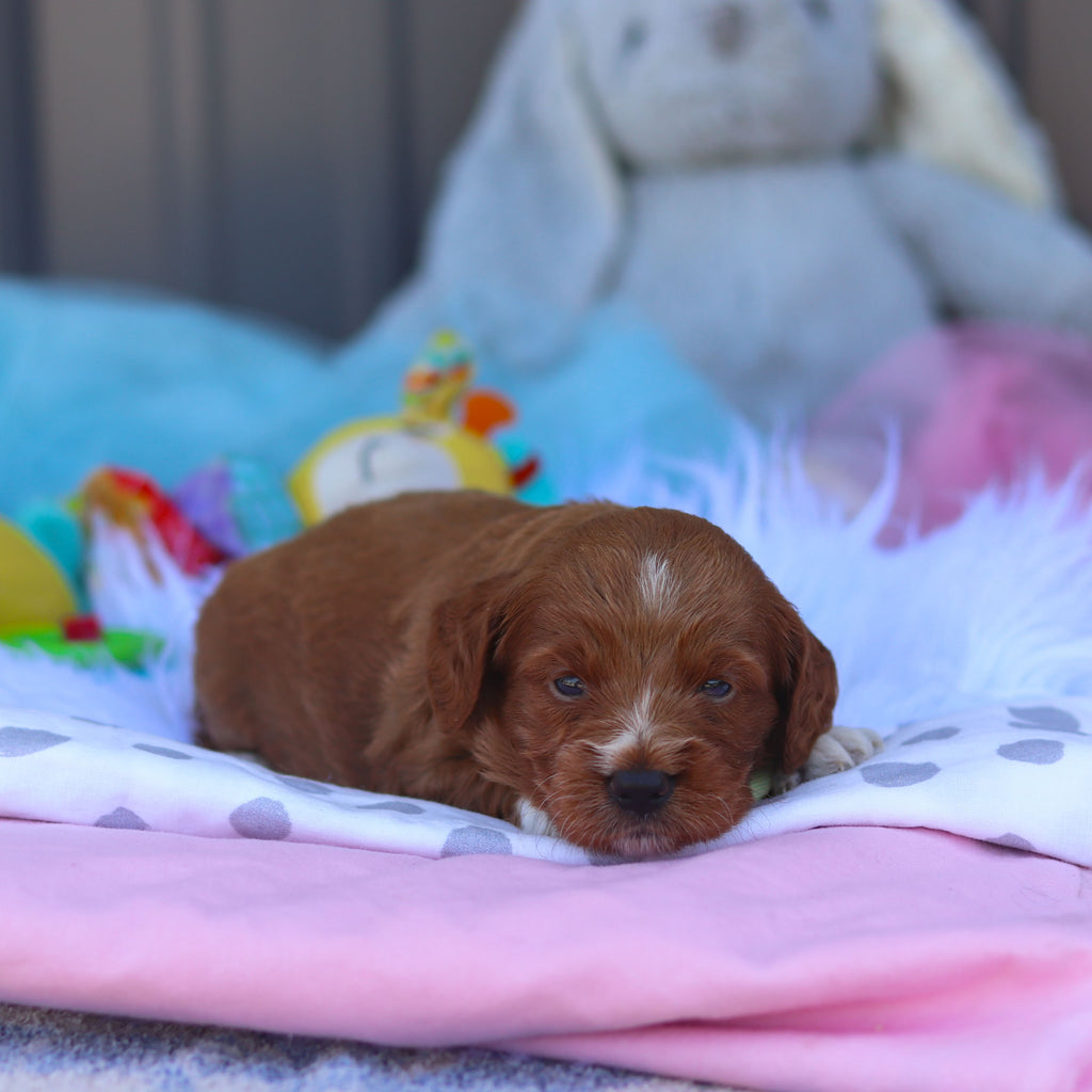 Reno - Available 8/6