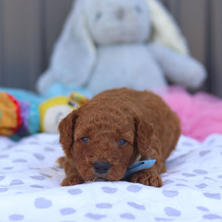 Rascal - Available 8/6