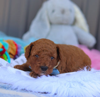Rascal - Available 8/6