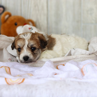 Augie - Available 6/5