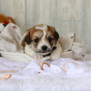 Augie - Available 6/5