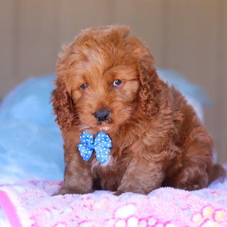 Kevin - Available Now