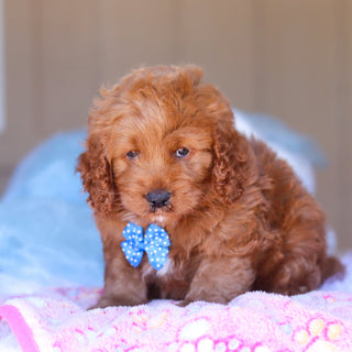 Kevin - Available Now