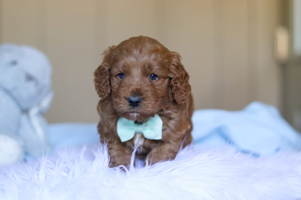 Kevin - Available Now