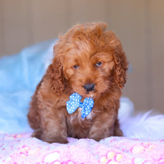 Kevin - Available Now