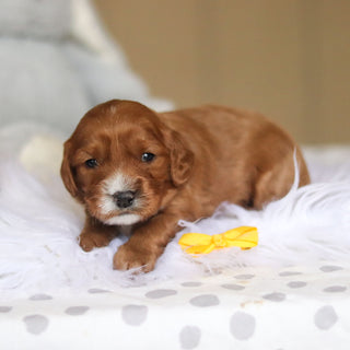 Zippy - Available 3/26